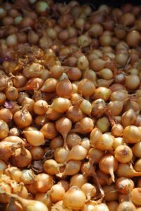 shallot, shallots, noble onion, onion, sharp, vegetables, vitamins, healthy, food, meal, close up, macro, ascalon onion, hose, crop plant, leek, allium, kitchen onion, allium cepa, edible vegetables, seasoned vegetables